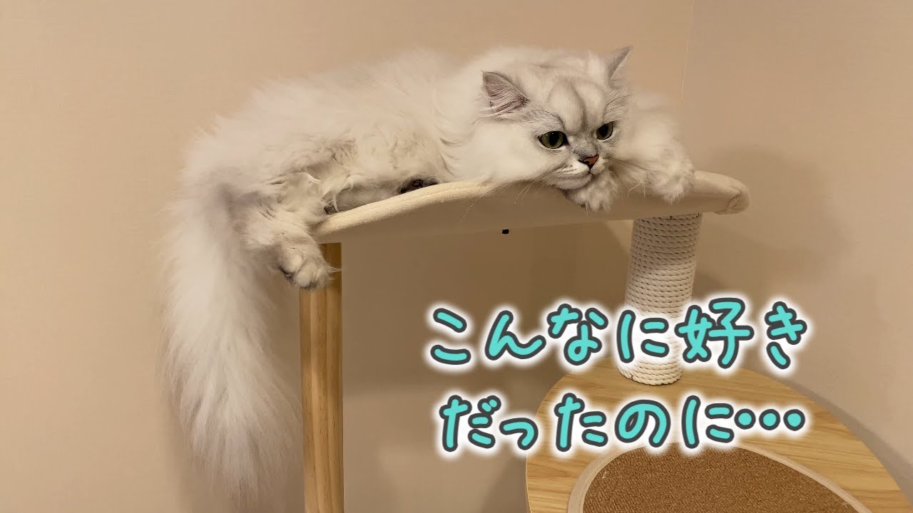 猫がキャットタワーに乗らなくなったのでボールで誘ってみると…