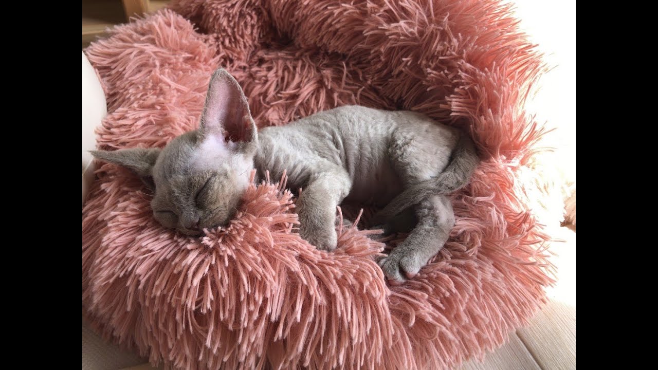 デボンレックス ググちゃん☆子猫の耳掃除、爪切り、目薬