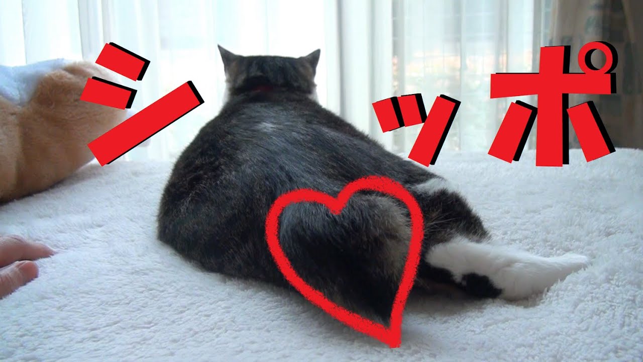 【ボブテイル】短いシッポでピョコピョコ返事をする猫　 Tail short cat 「みや&ジオ」