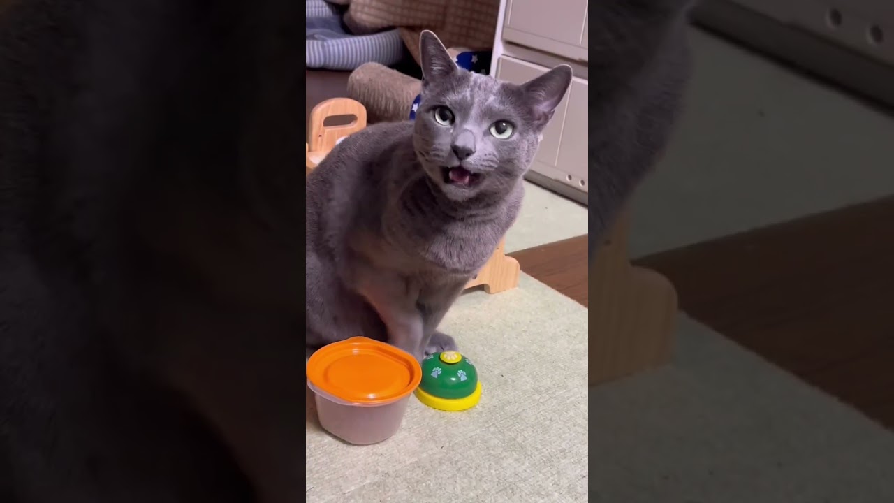 【ロシアンブルー】今朝のめろんもいつも通り元気です【猫】#shorts