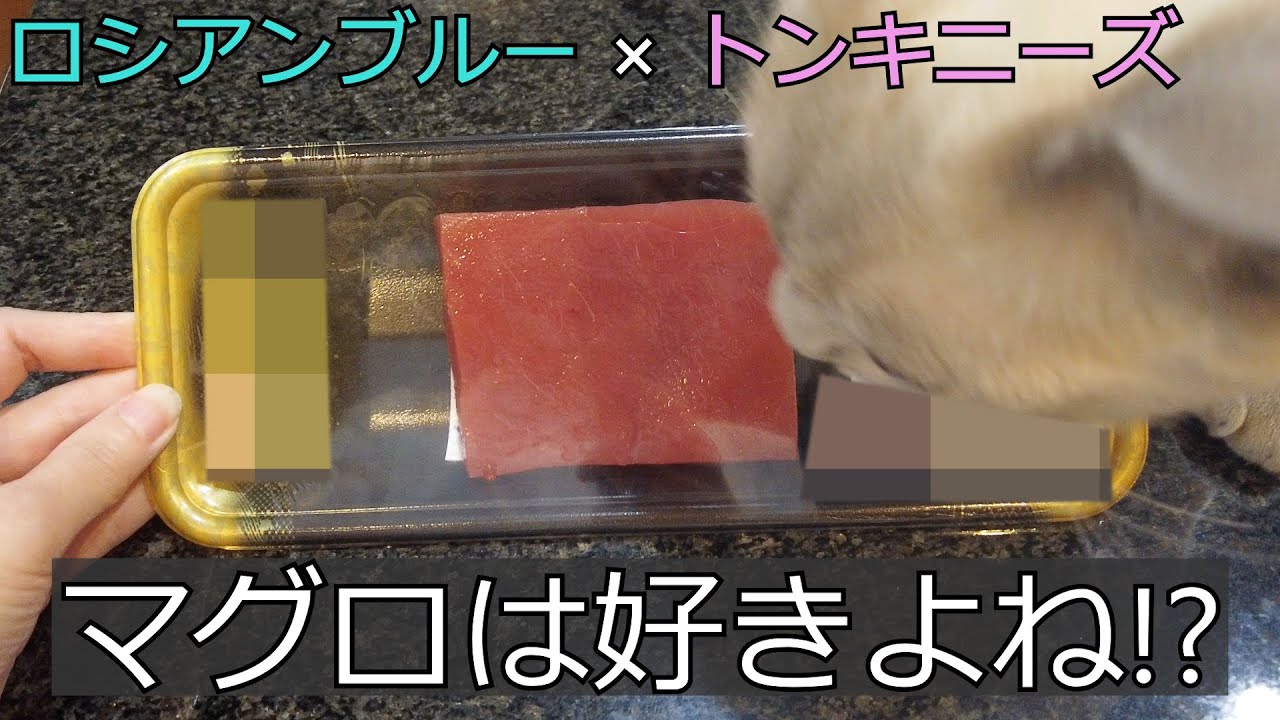 【初マグロ】【ロシアンブルー×トンキニーズ】これは好きでしょ！？（＃62）