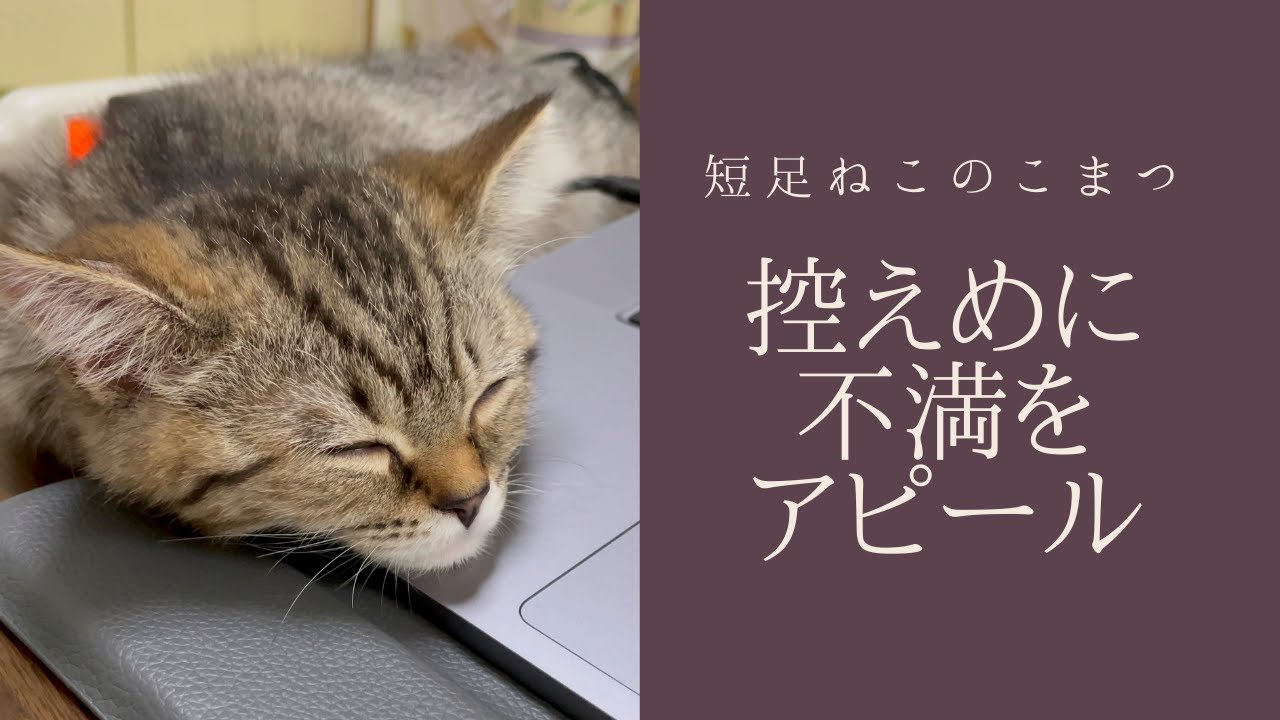 パソコンしている飼い主に控えめな不満アピールをしてくる短足子猫 #Shorts