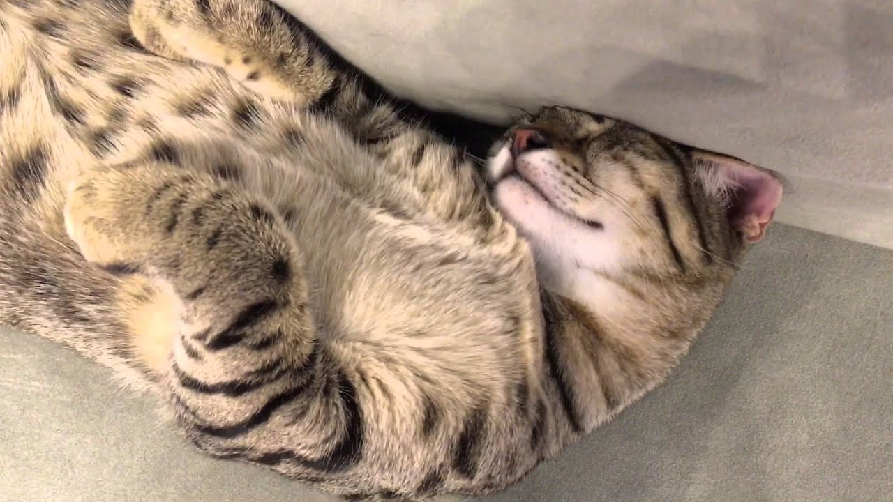 エジプシャンマウ子猫 不思議なポーズで寝る