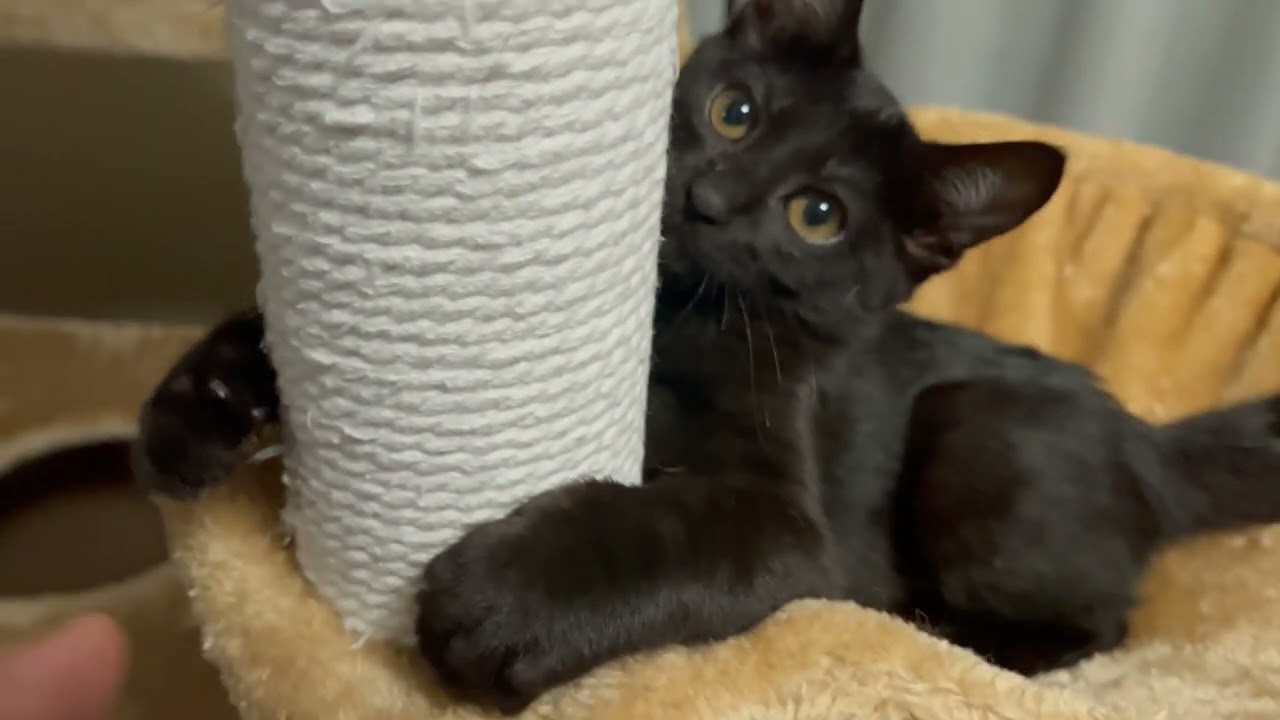 【黒猫】黒猫おはぎ：今日も元気！！【保護猫/日本猫/子猫】