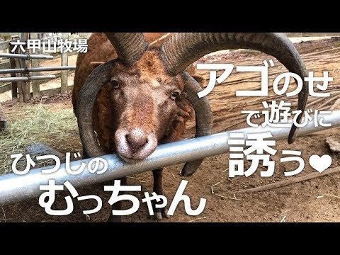 あごのせで可愛く誘うむっちゃん【六甲山牧場】４本角の羊マンクスロフタンのむっちゃん可愛く遊びに誘う❤