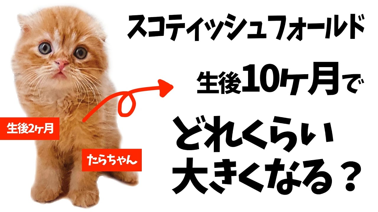 【子猫→成猫】スコティッシュフォールドは生後10ヶ月でどれくらい大きくなる？【成長過程・たらちゃんの場合】