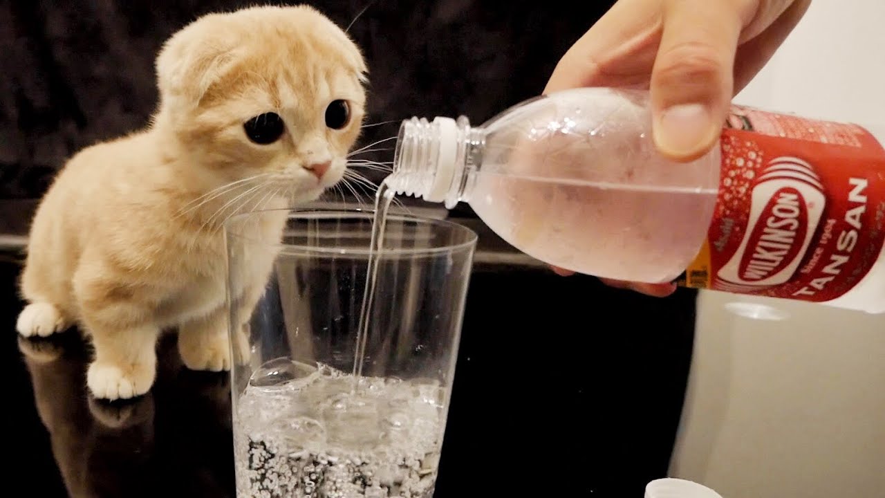 子猫が初めて炭酸水を見たときの反応。