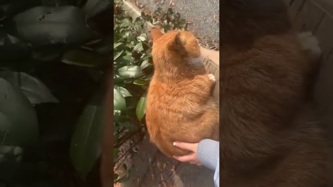 Softy brown cat 🐈 #shorts #cat