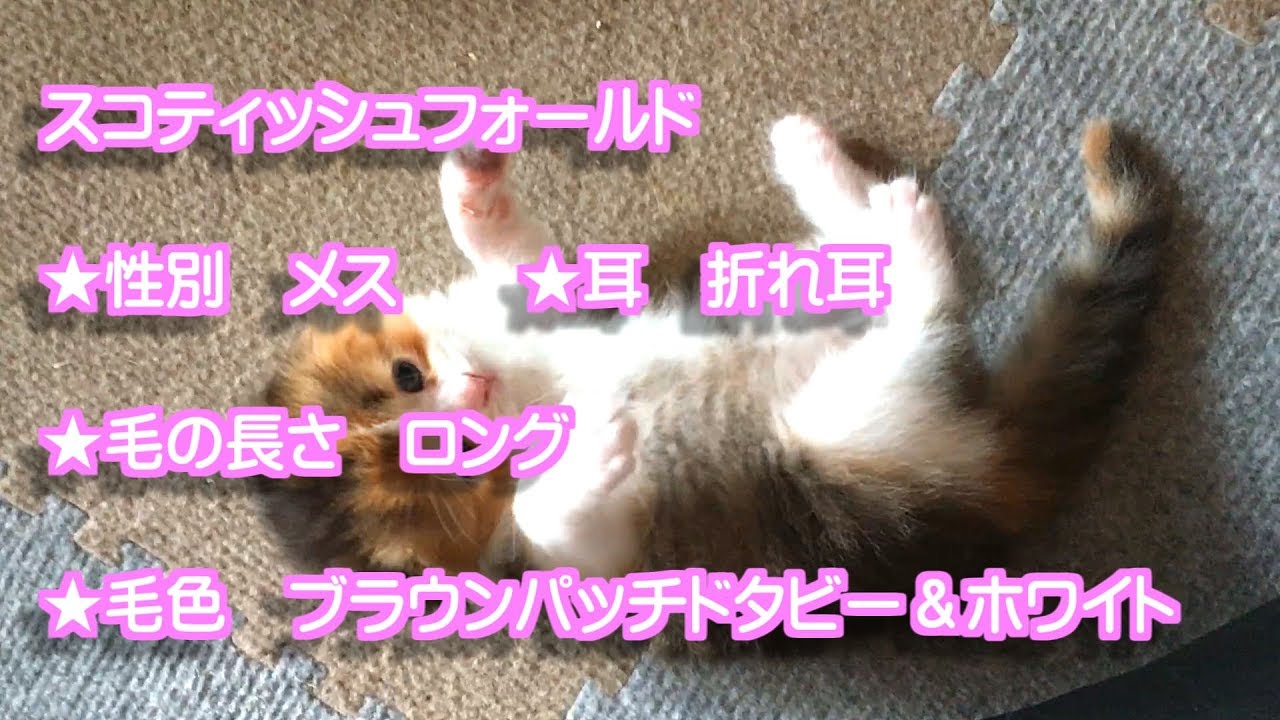 可愛いスコティッシュフォールド子猫 メス 折れ耳 ロング 動画 子猫ブリーダー販売動画