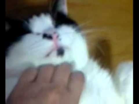 【デブ猫編】　デブッチョ猫