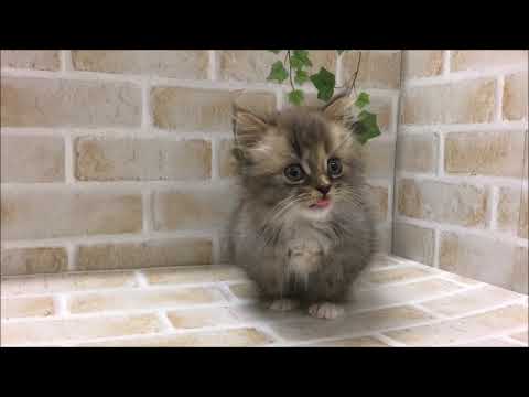 稲沢店　　マンチカンロングヘアー　30984