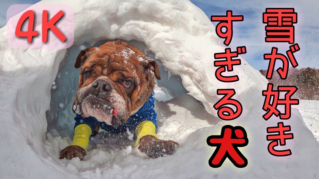 【4K】玉原高原で愛犬達と雪遊び☆スノーシューで玉原へ！