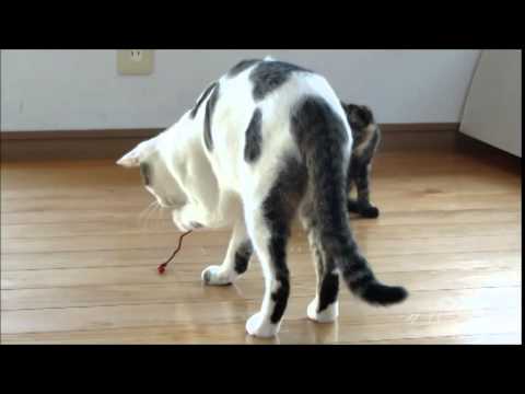 サバ白猫・コラット猫（ミックス）・サビ猫-雄・雌-0.5歳・1歳-08・27-9・20