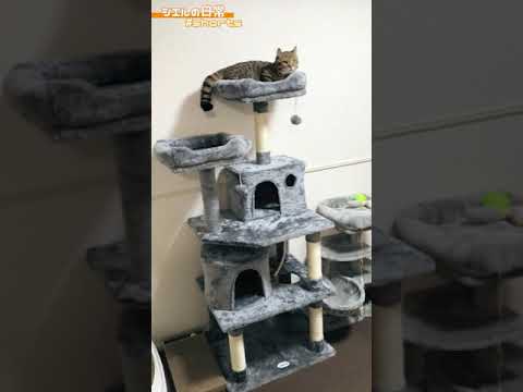 子猫が成長してきたので大きいキャットタワーを購入しました　/キンカロー　マンチカン×アメリカンカール　#Shorts