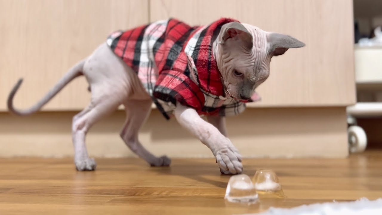 氷を初めて見た子猫の反応が可愛い【スフィンクス猫】