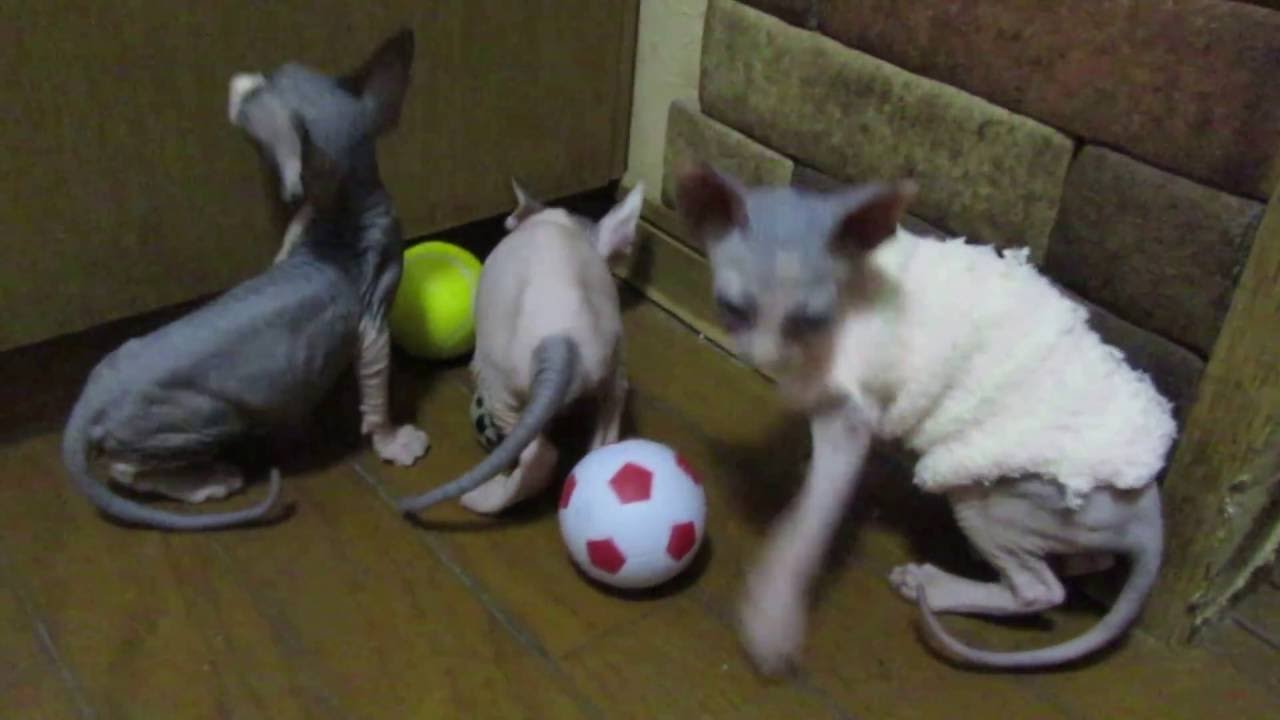 プードル（アルト）友情出演