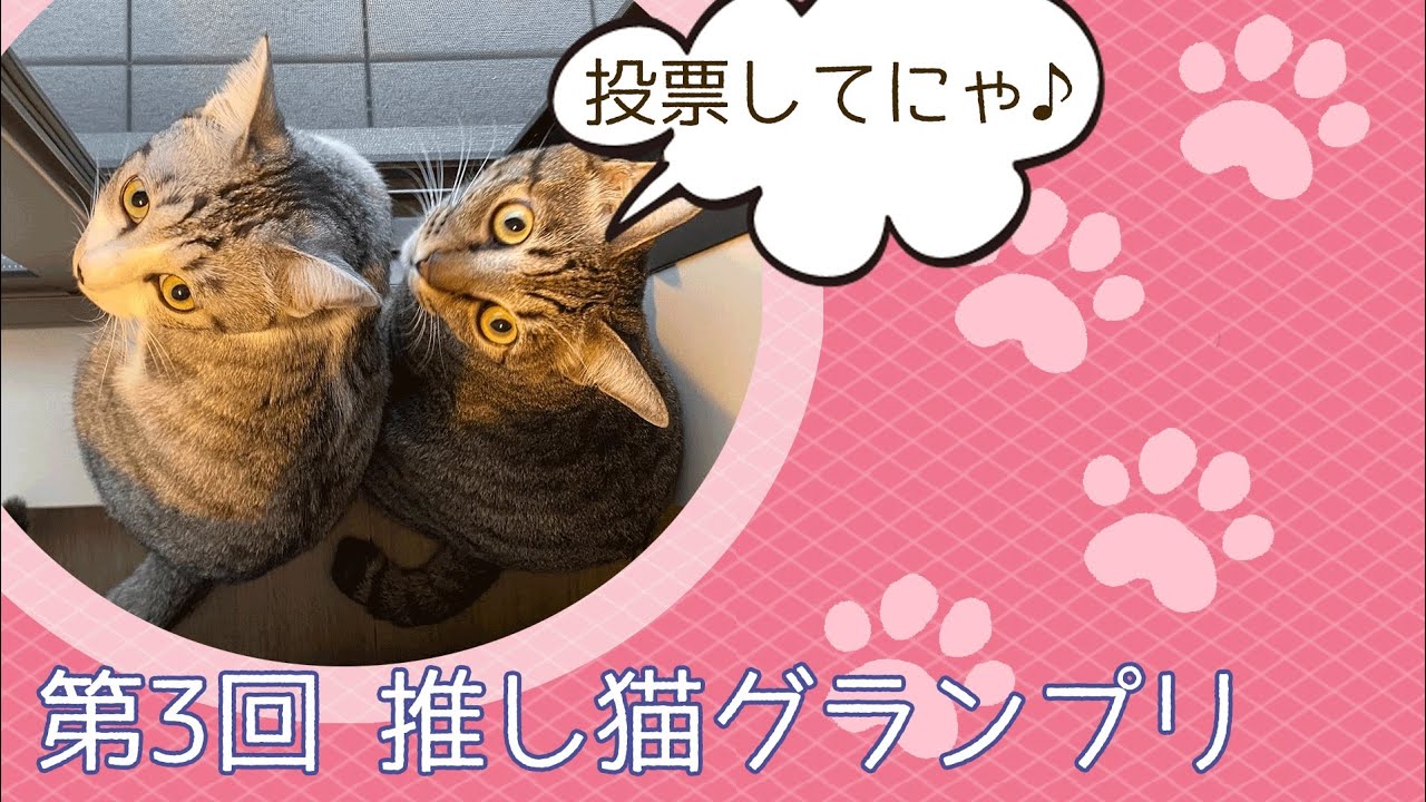【投票期限間近】第三回推し猫グランプリ🐱💕日本猫ねこ協会