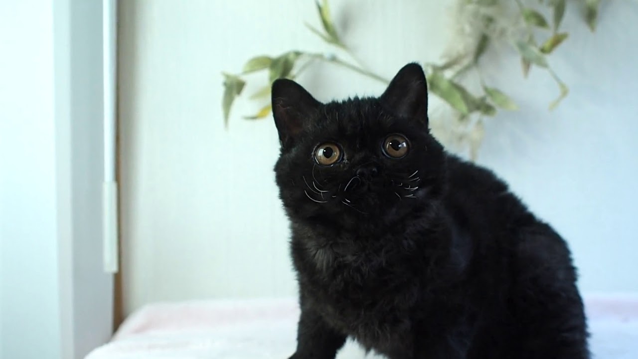 セルカークレックス　黒の巻き毛君