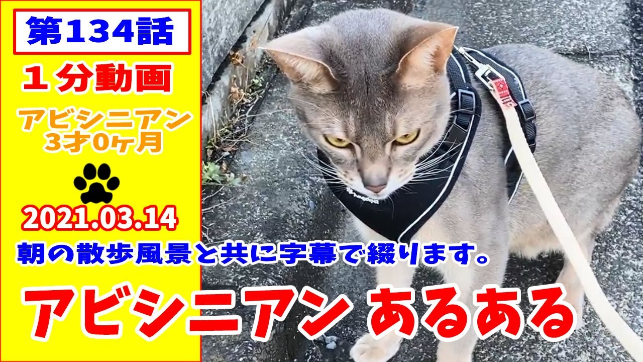 猫と散歩 アビシニアン (毎日の散歩) 134話