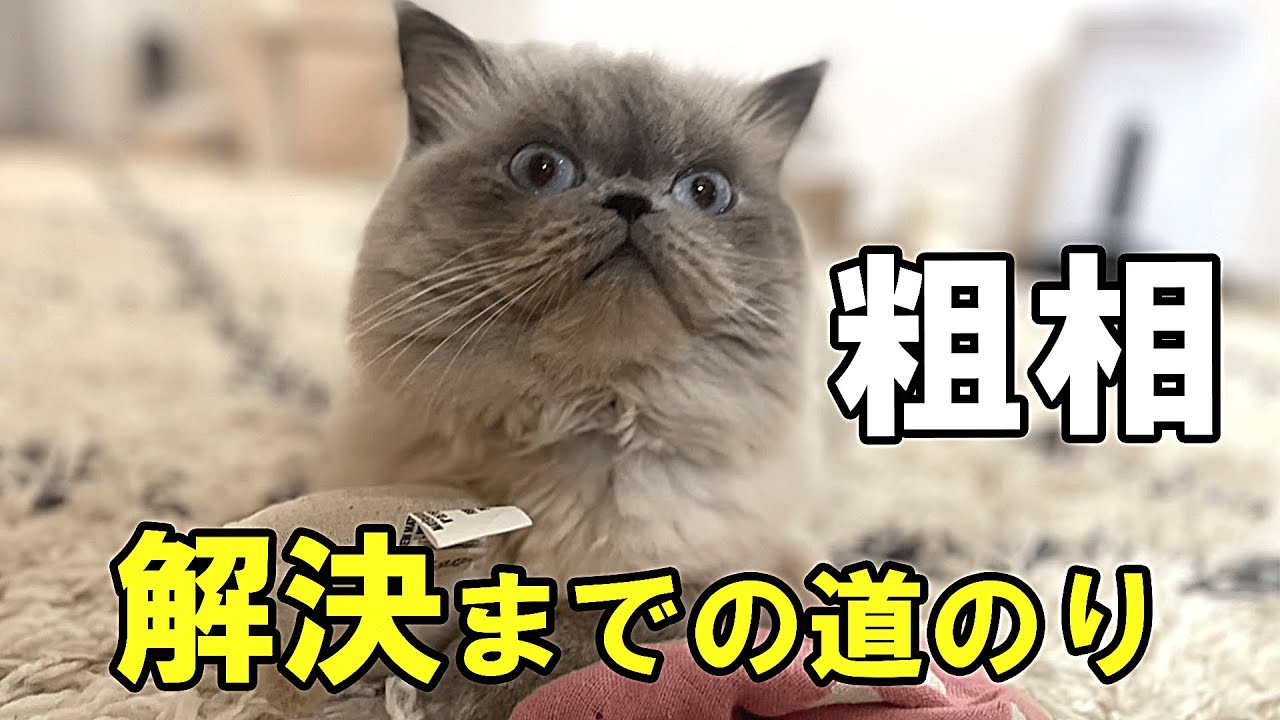 【体験談】急に粗相し始めた猫の対策【ヒマラヤン】