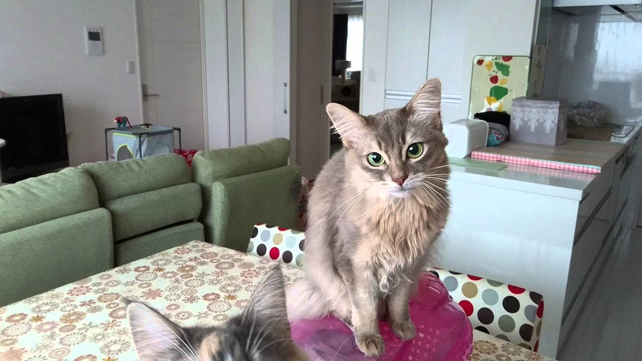 ソマリの鳴き声   ４