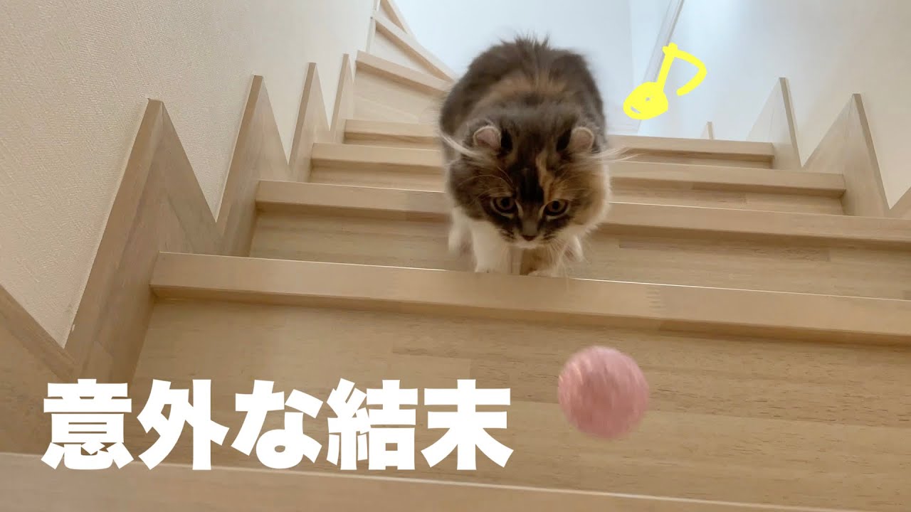 階段でボール遊びする子猫。意外な結末【アメリカンカール】