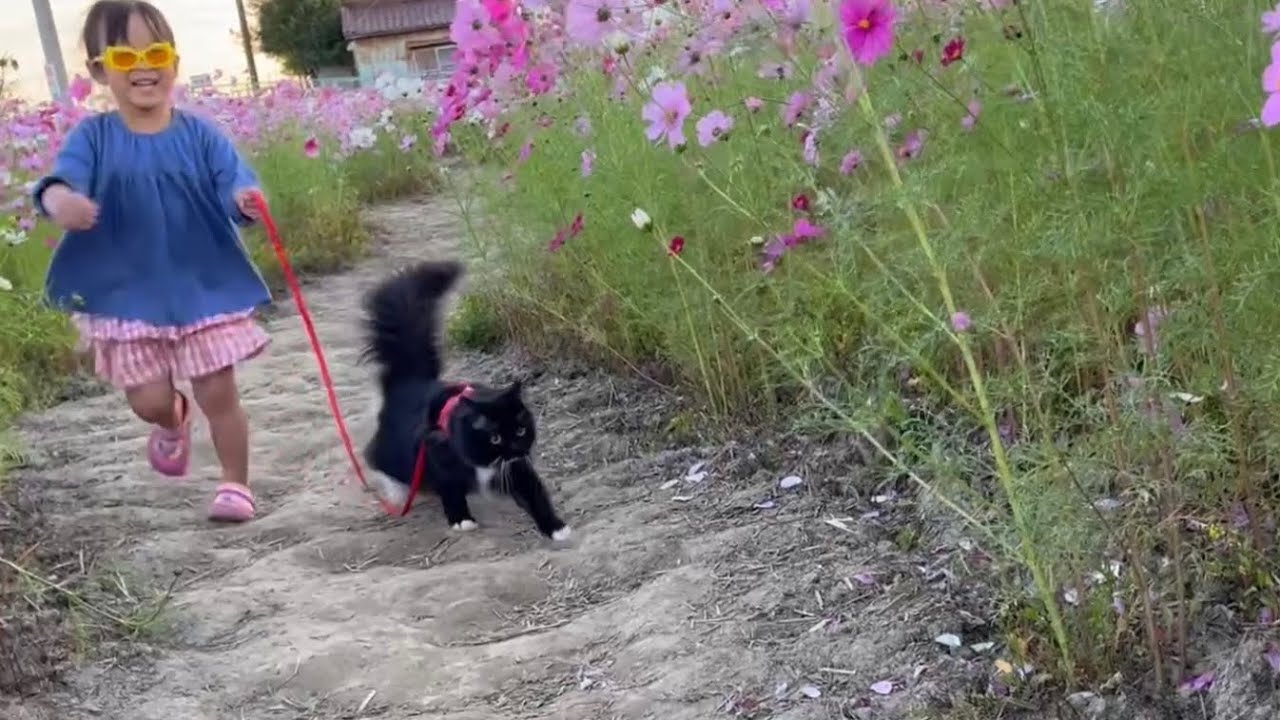 しっぽビーンでコスモス畑を颯爽と散歩する猫　ラガマフィン　A cat walking in a cosmos field with its tail up