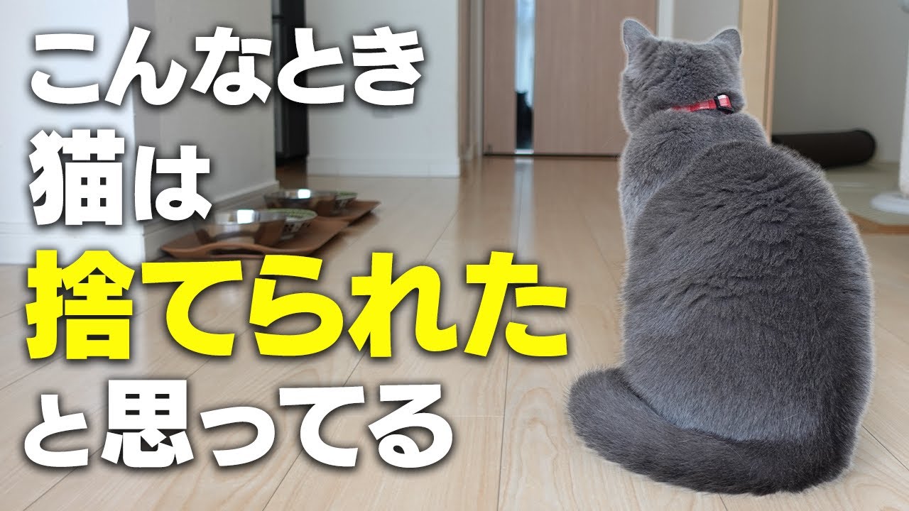 猫が飼い主に捨てられたと感じる行動5選
