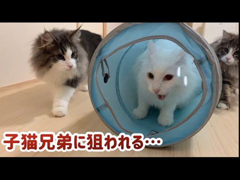 【狙われる⁉︎】トンネルで遊ぶもうすぐ10才のターキッシュアンゴラw