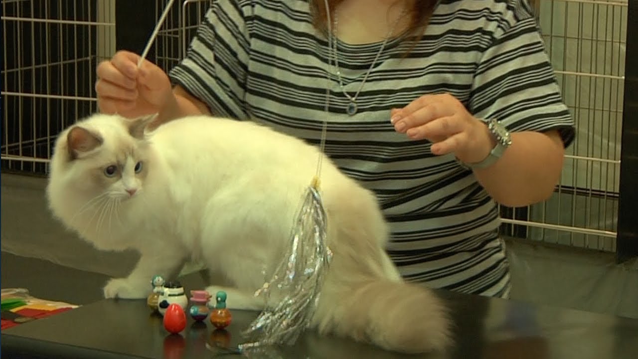 キャットショーの世界を大公開！ラグドール子猫の結末は！？