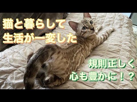 ベンガル猫と暮らして生活が変わりました