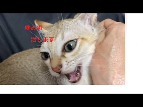 噛み癖を本気で治す！最終手段　#シンガプーラ #子猫 #成猫 #噛み癖