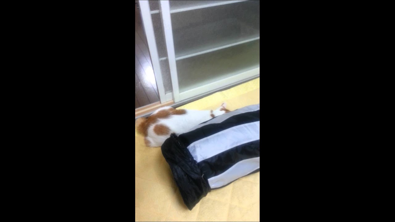 トンネル大好き～Japanese Bobtail ～