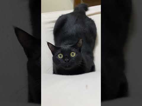 【黒猫】襲ってくる5秒前