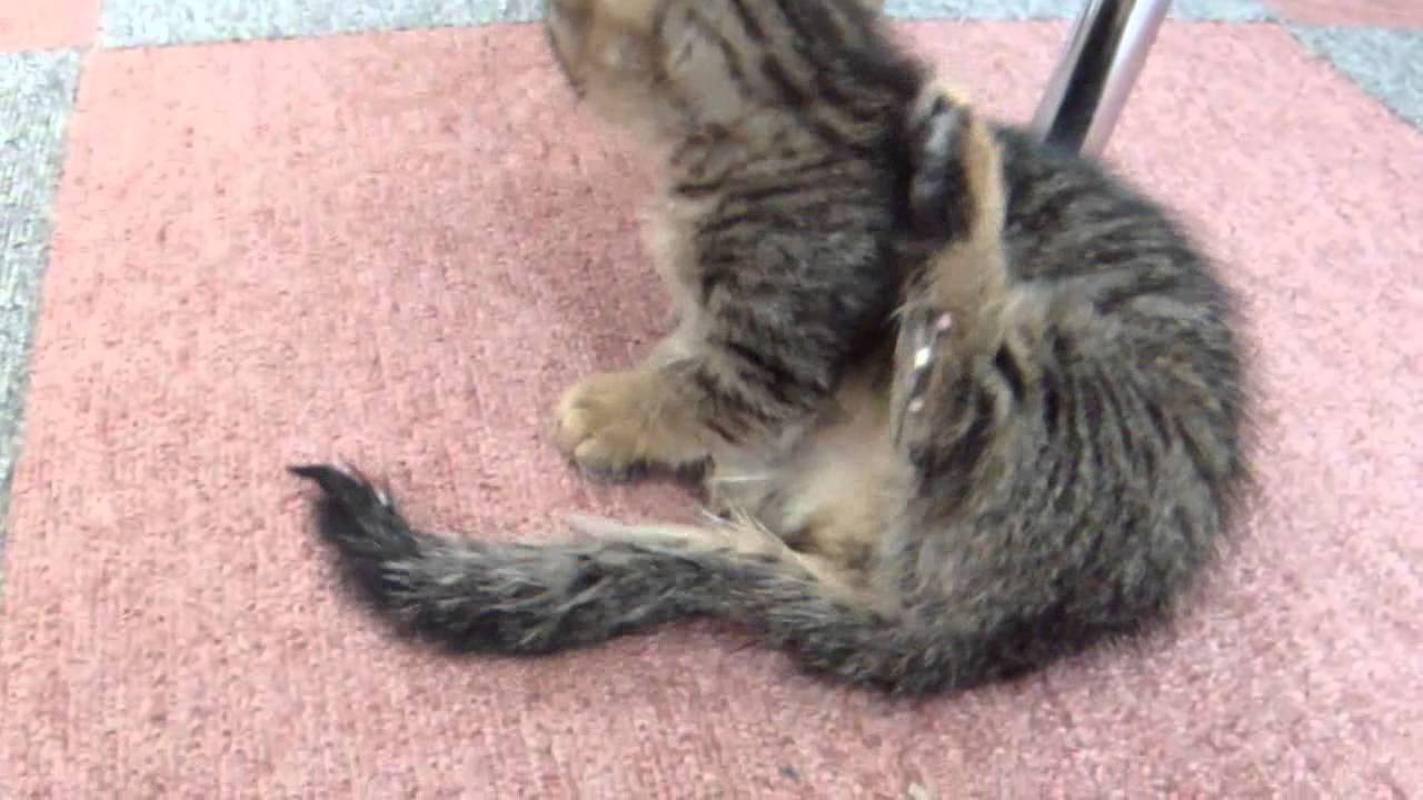 毛づくろいに挑戦する子猫