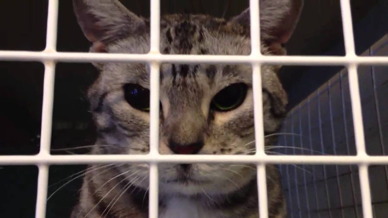 エジプシャンマウ