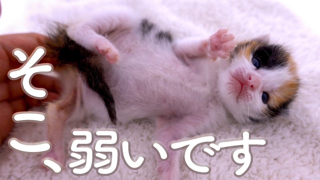 【17日目】そこ、弱いんです【おまめ日記】保護猫ミルクボランティア