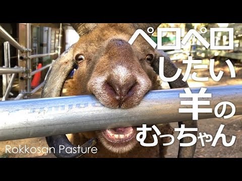人懐っこい羊むっちゃんと遊ぶ【六甲山牧場】ワンちゃん級に人懐っこいマンクスロフタンのむっちゃんと遊ぼう