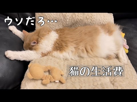 【猫の生活費】1年間にかかった費用はいくら？[ノルウェージャンフォレストキャットの場合]