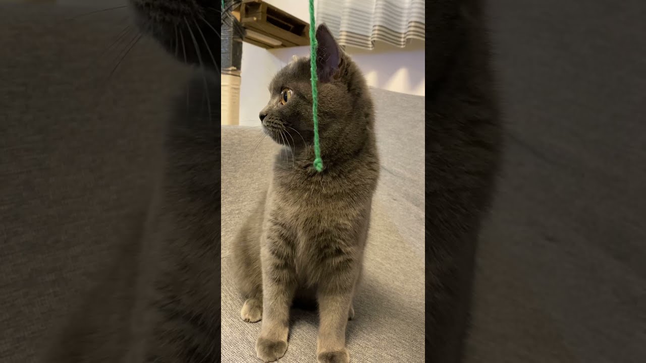 【襲来】高速猫パンチvs何か... スコティッシュフォールド全開