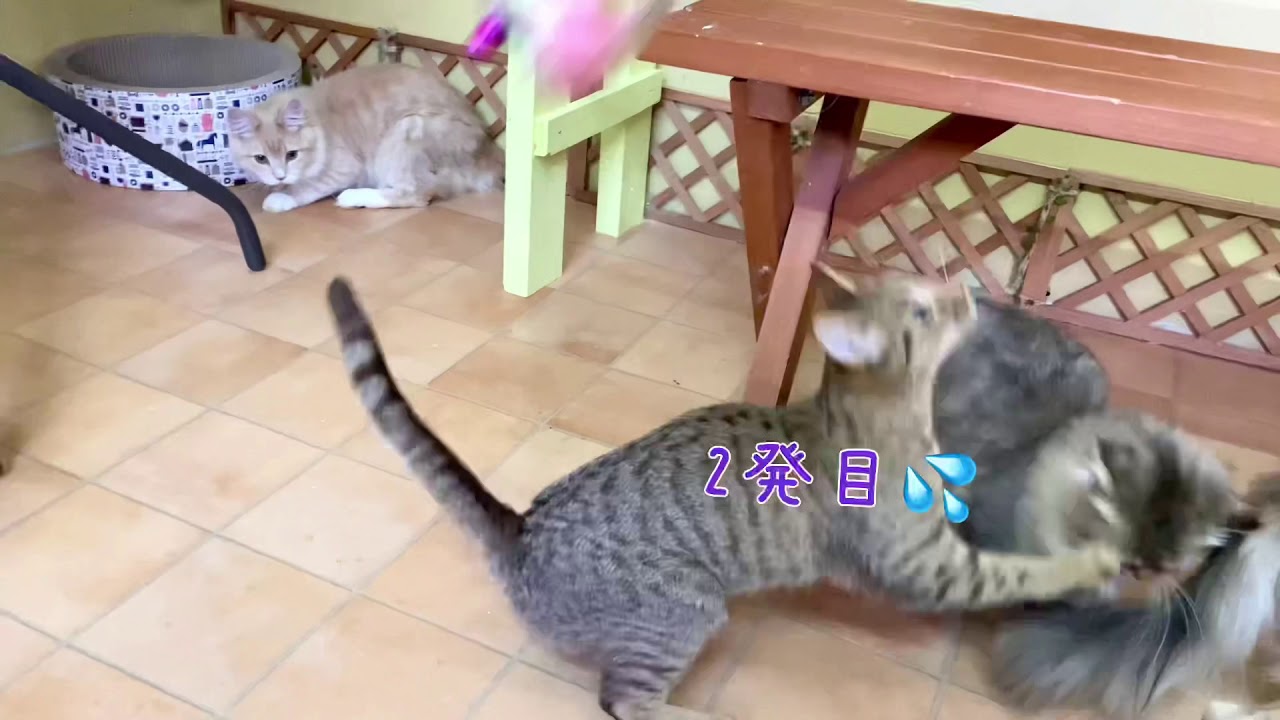 【ナナハチ’s ROOM】オシキャットの女の子　初対面のサイベリアン&メインクーンたちと一緒　20201018