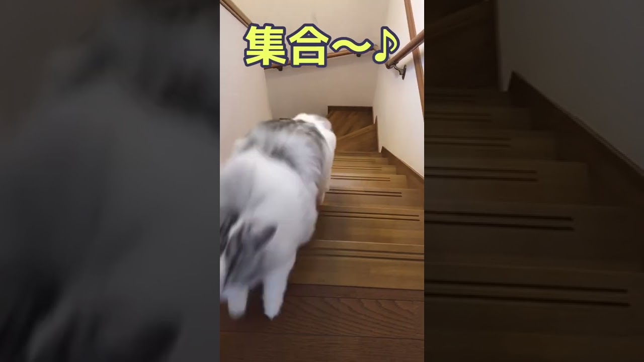 集合！階段上がるの早っ！猫ラガマフィン＃shorts#ragamuffin