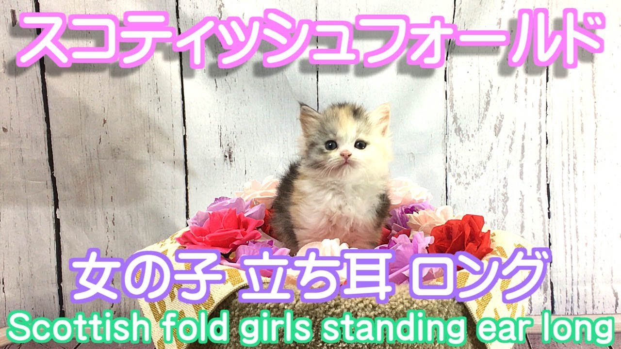 スコティッシュフォールド猫 立ち耳 ロング メス アカちゃん 子猫ブリーダー販売ペットショップ業cat