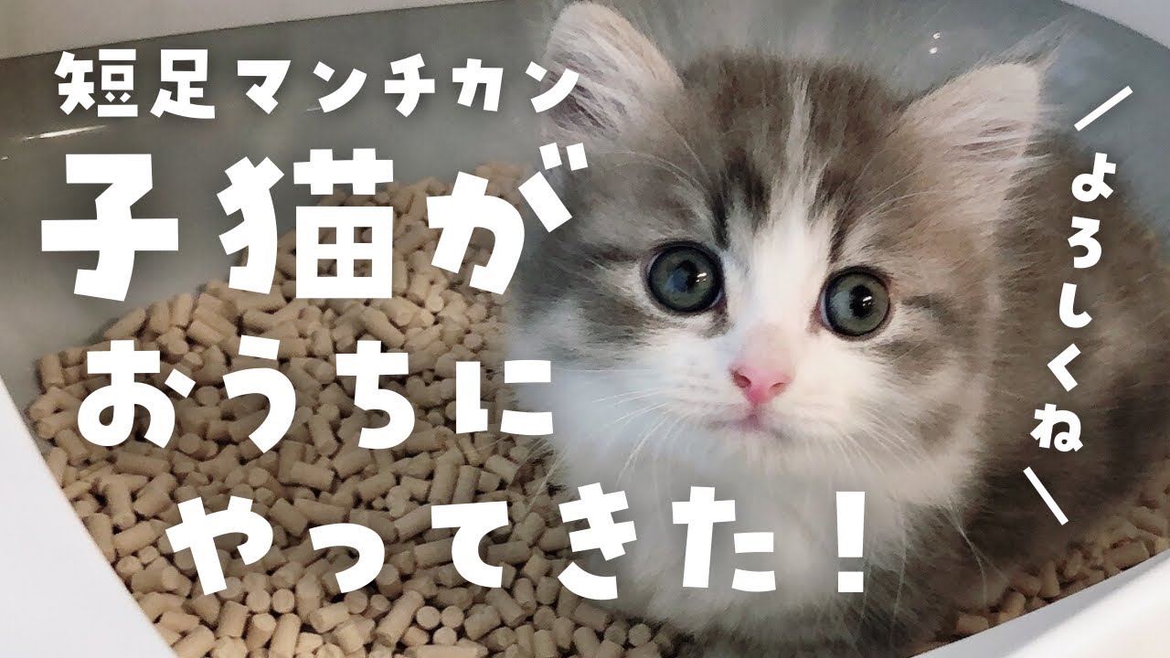 【子猫】生後2ヶ月の短足マンチカンをお迎えした初日のこと。