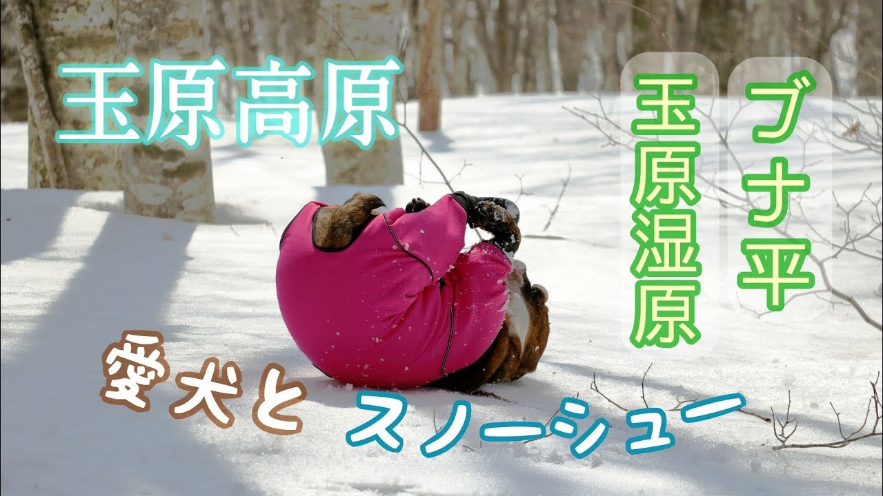 愛犬と玉原高原スノーシューイング【玉原湿原～ブナ平】編