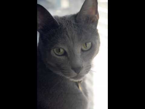 korat cat facts