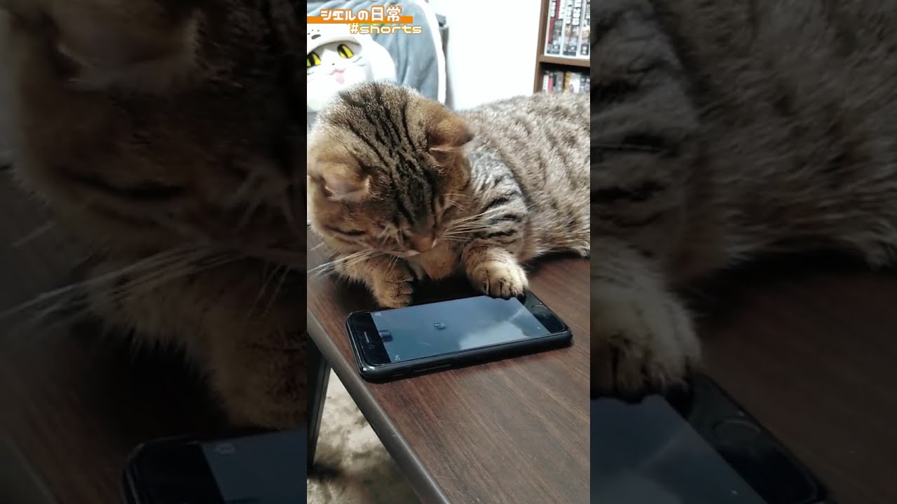 猫がCat Alone２プレイしてみた　/キンカロー　マンチカン×アメリカンカール　#Shorts