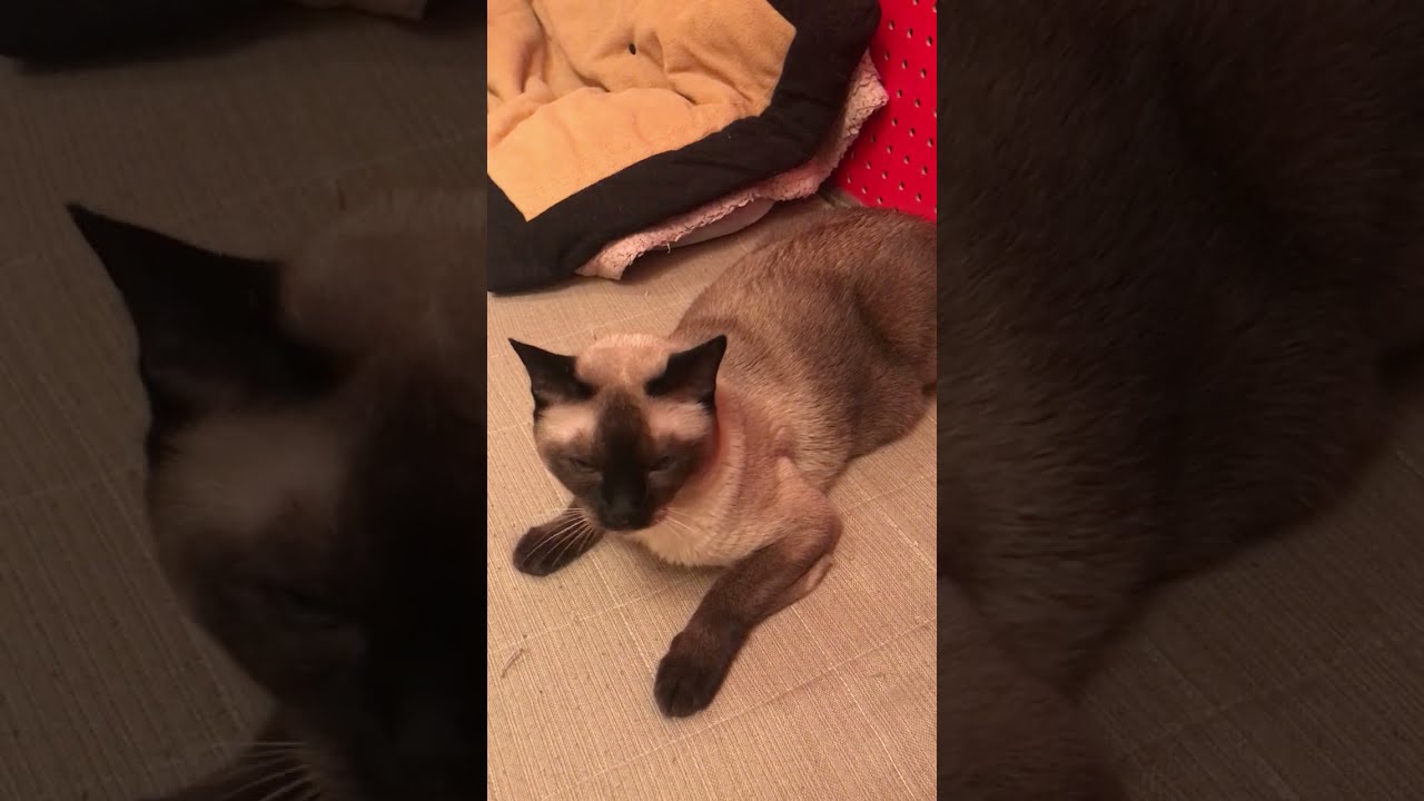 オモチャを狙っているけど触らないたぬき猫なのにゃ♪