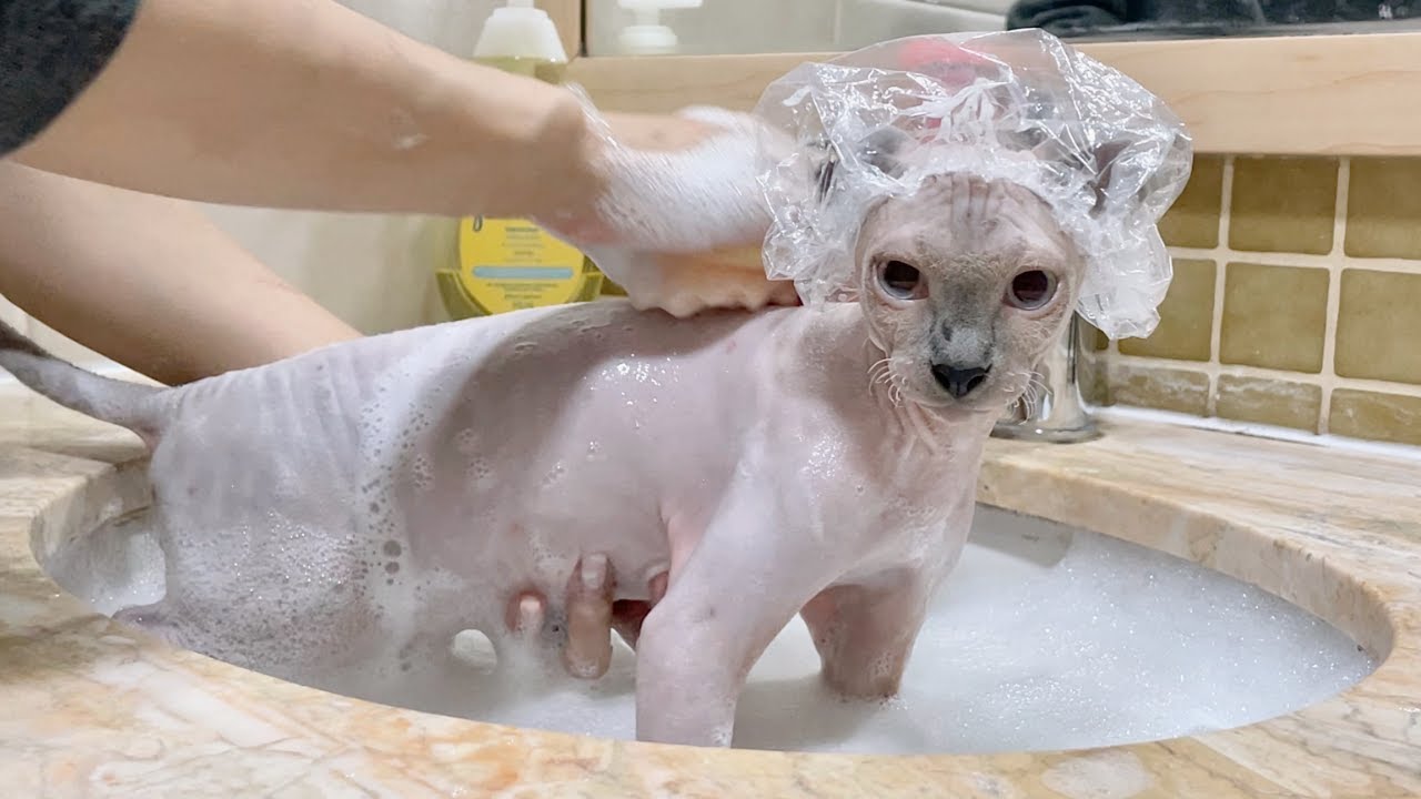 シャワーキャップ猫がお風呂嫌いを克服!?【スフィンクス猫】