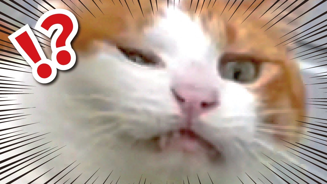 クリスマスツリーを出してたら猫達が大変な事になってました【関西弁でしゃべる猫】